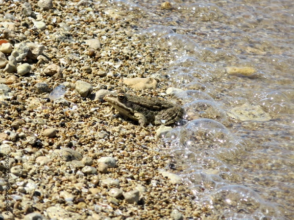 Obraz Frog on the shingle of the river Bank