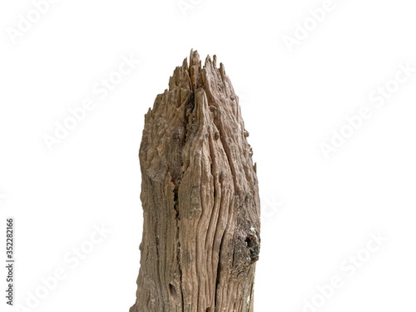 Obraz tree trunk isolated on white