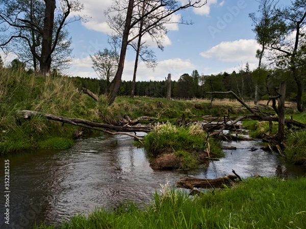 Fototapeta Wild river, fallen tree trunks. Mala Panew.