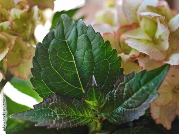 Fototapeta Close up of a green hydrangea leaf.