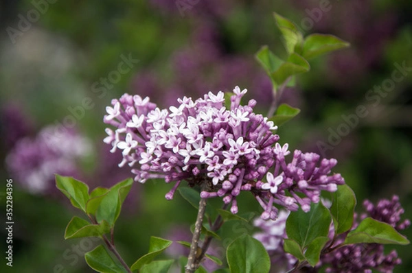Obraz bee on a flower