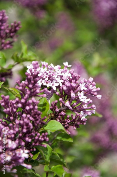 Obraz bee on lavender