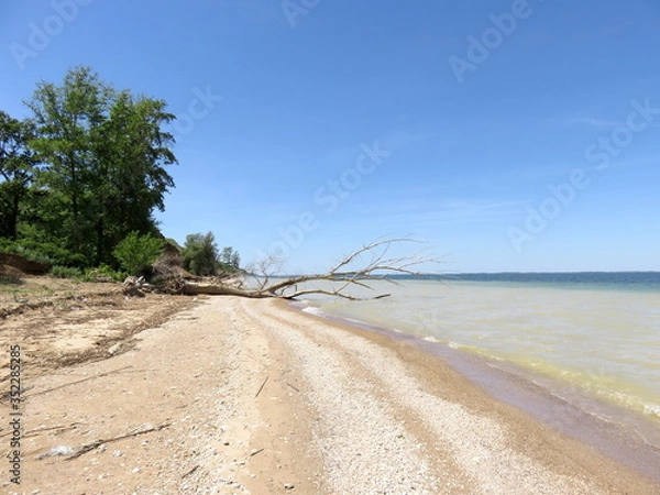 Obraz Dead tree on the beach.