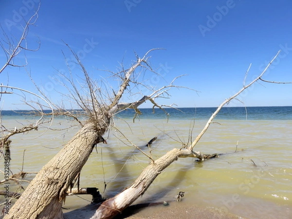 Obraz Dead tree on the beach.