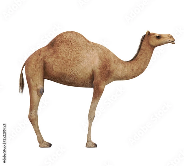 Fototapeta Camel Isolated