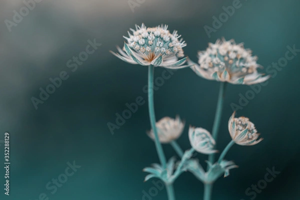 Obraz Kwitnąca Astrantia w ogrodzie letnim. Zielone tło z pusty miejscem.