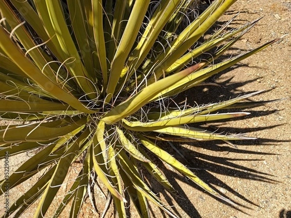 Obraz cactus in desert