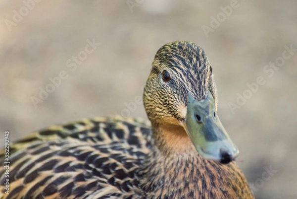 Obraz Ente