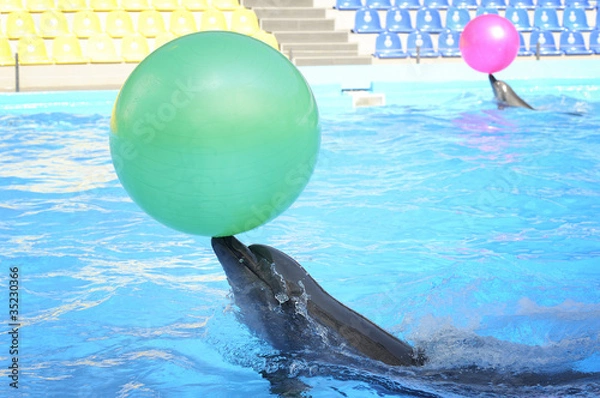 Obraz dolphins playing in dolphinarium.