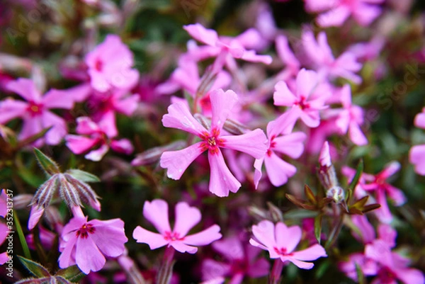 Fototapeta close photo of a large number of pink styloid phlox