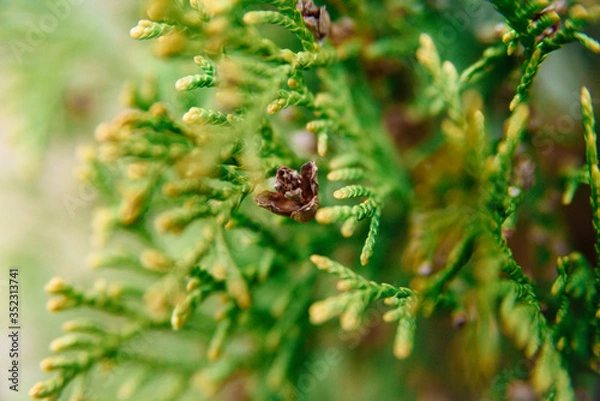 Obraz 
Closeup of european thuja cones on green leaf background