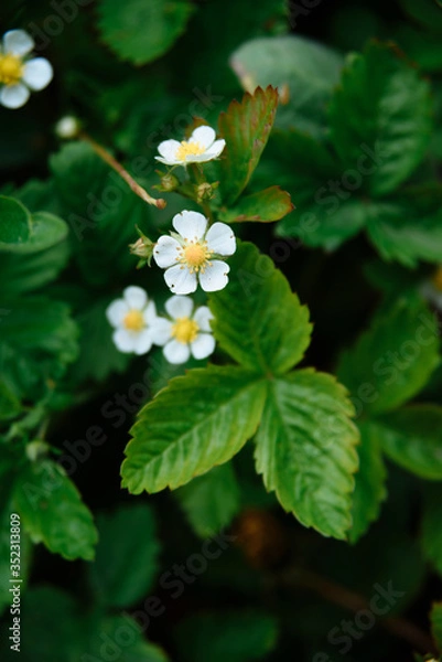 Obraz 
closeup of garden strawberry flowers on green leaf background