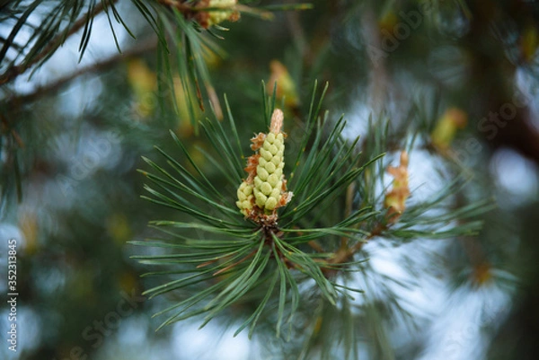 Obraz 
Closeup of a young green pine cone with needles against a blue sky in bokeh