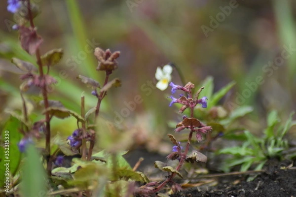 Fototapeta flowers in spring