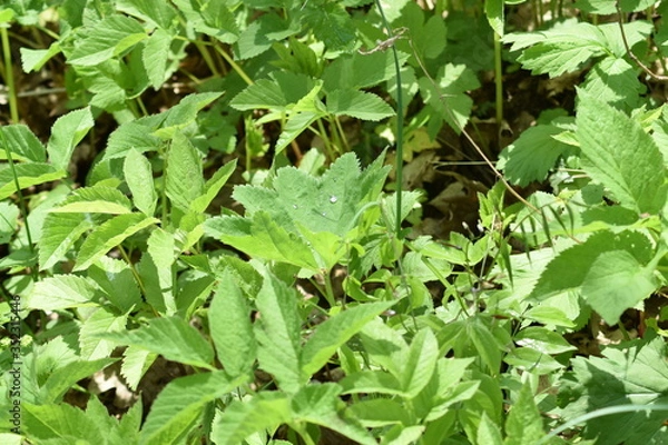 Fototapeta background of green leaves after rain