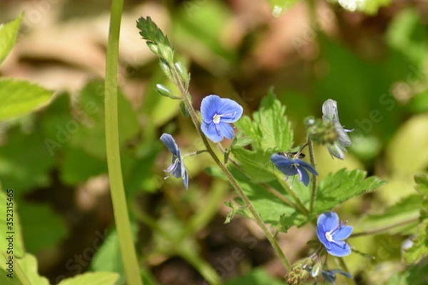 Fototapeta forget me not flowers