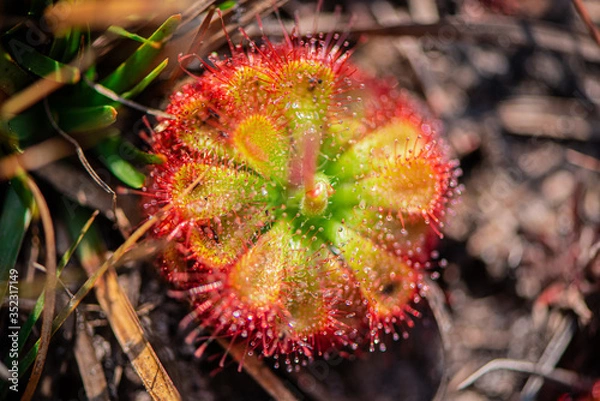 Fototapeta Macro photo of sundew, insectivorous plants. Which has the scientific name Drosera. Indicate the abundance of nature