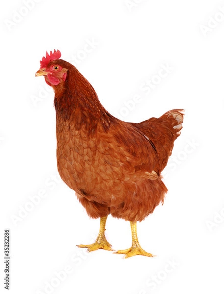 Obraz Hen isolated on white.