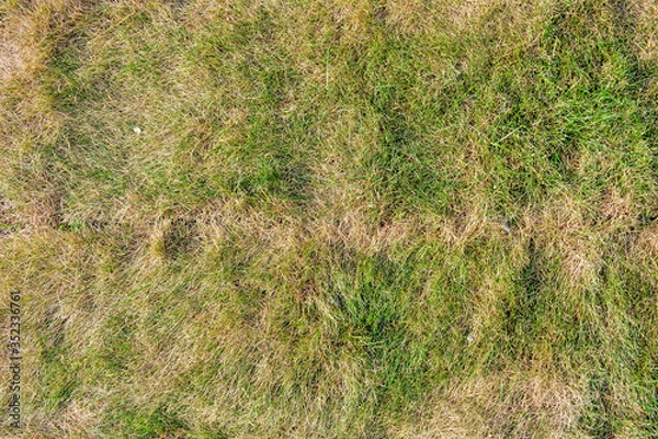 Fototapeta Lawn briquettes with dying grass. Texture of dying lawn with healthy green grass and dead dry grass