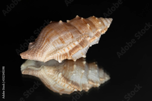 Fototapeta Seashell isolated on black with reflection