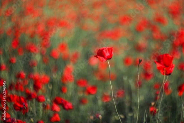 Obraz Red poppy, selective and soft focus. Poppies close-up on a blurry background with a copy of the space