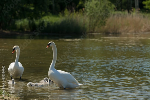 Fototapeta A family of swans in nature leaves the lake