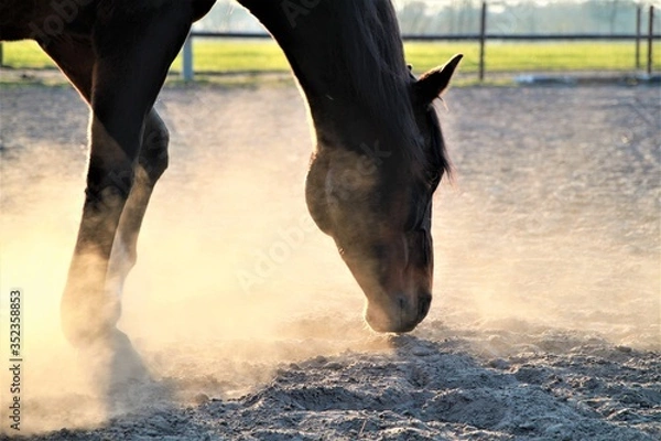 Fototapeta A brown horse searching something in the sand