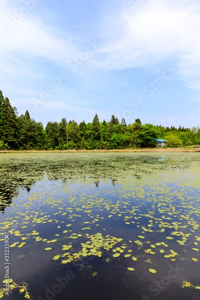 Obraz じゅんさい畑