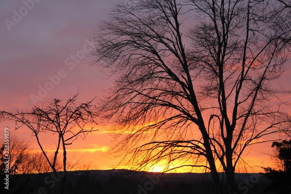 Fototapeta sunset in the woods