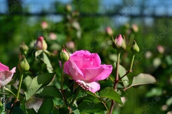 Obraz 光を浴びて輝く満開のピンクのバラ