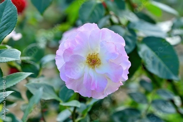 Fototapeta 光を浴びて輝く淡いピンクの一重のバラ