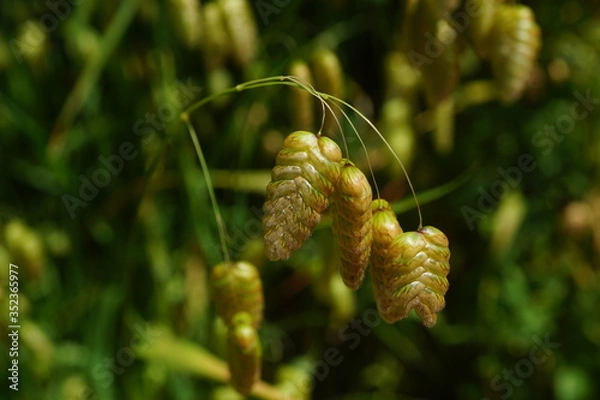 Obraz 小判草　群生　クローズアップ