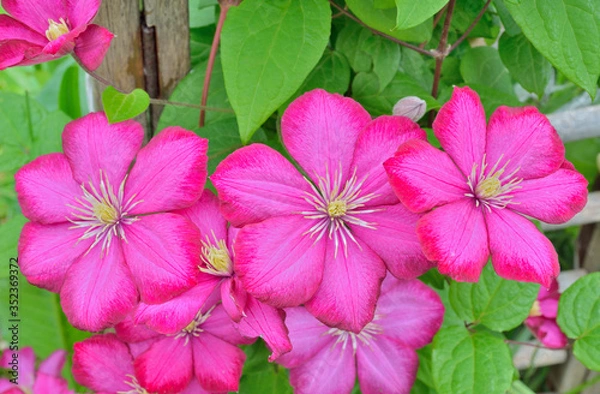 Fototapeta Flowers clematis 3