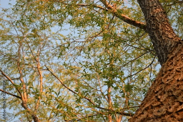 Obraz branches of a tree