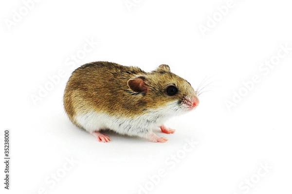 Obraz Chinese hamster
