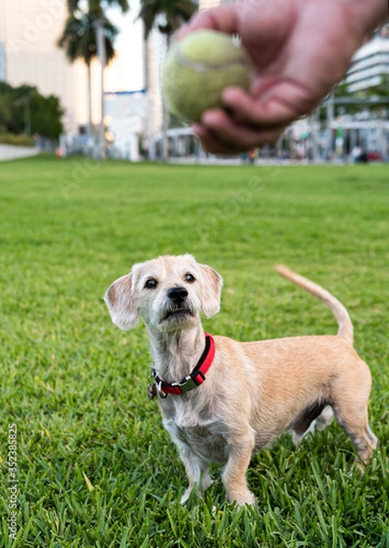 Fototapeta Playing with a dog, a tennis ball for a walk with a little playful dog. Walking in the Miami city.