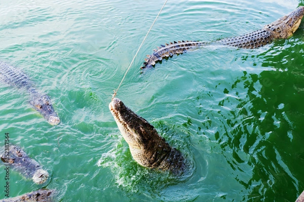 Obraz Picture of the crocodile groups  in the water. The one of them jumping  to grab the fresh chicken from the feeding hook