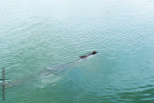 Obraz Picture of the crocodile in the water