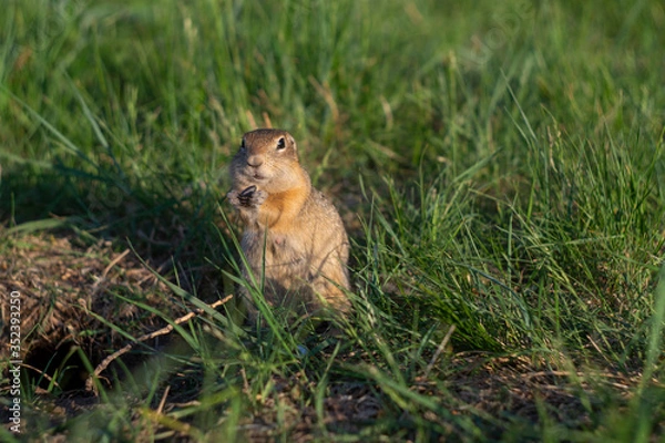 Fototapeta ground squirrel eats food in the field