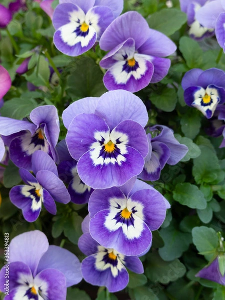 Fototapeta ビオラ