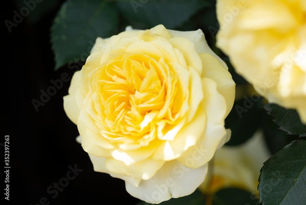 Obraz 黄色の薔薇