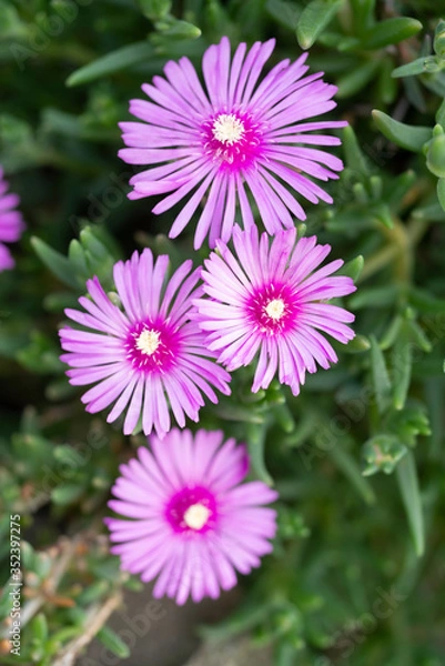 Obraz マツバギク