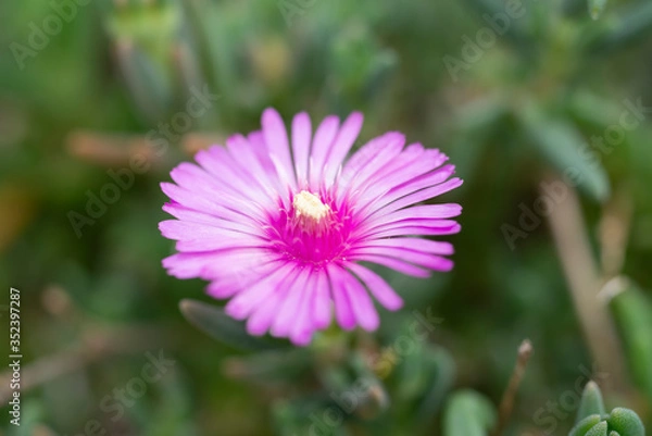 Obraz マツバギク