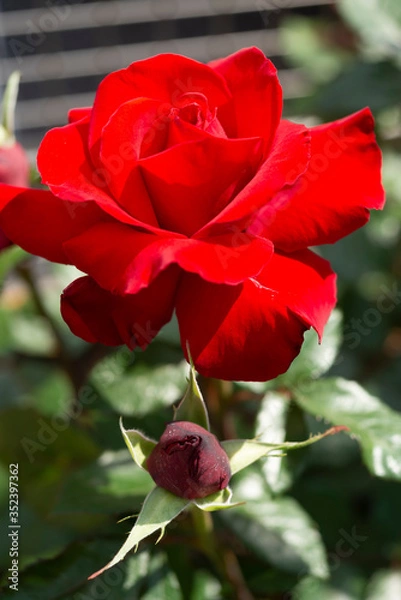Obraz 赤いバラと蕾
