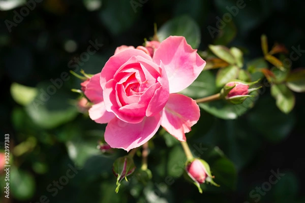 Obraz 赤いミニバラ