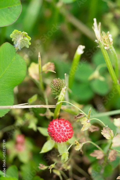 Obraz ヘビイチゴ