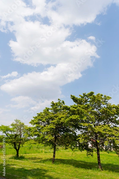 Obraz 青空と白い雲と緑の木々