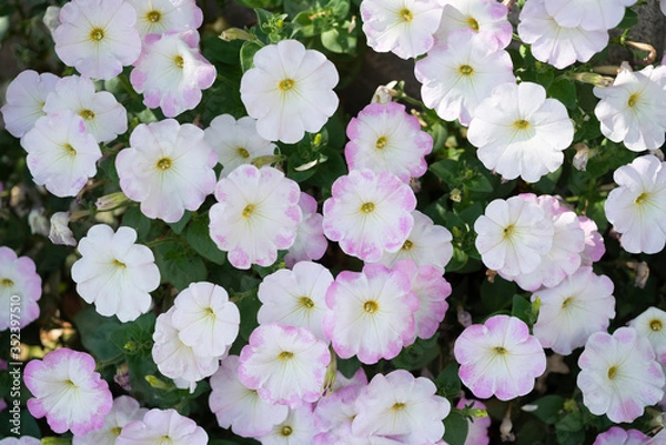 Obraz ペチュニア