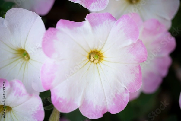 Obraz ペチュニア