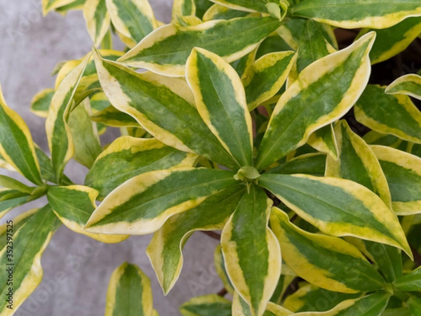 Obraz 沈丁花の葉